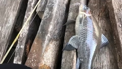 CÂU CÁ ÉC, CÁ HE, CÁ THÁC LÁC CƯỜM - MỒI CÂU TOMBOY SIÊU NHẠY