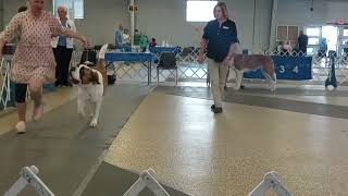 Trotting Giants: Saint Bernard Dog Show (Brighton, CO)