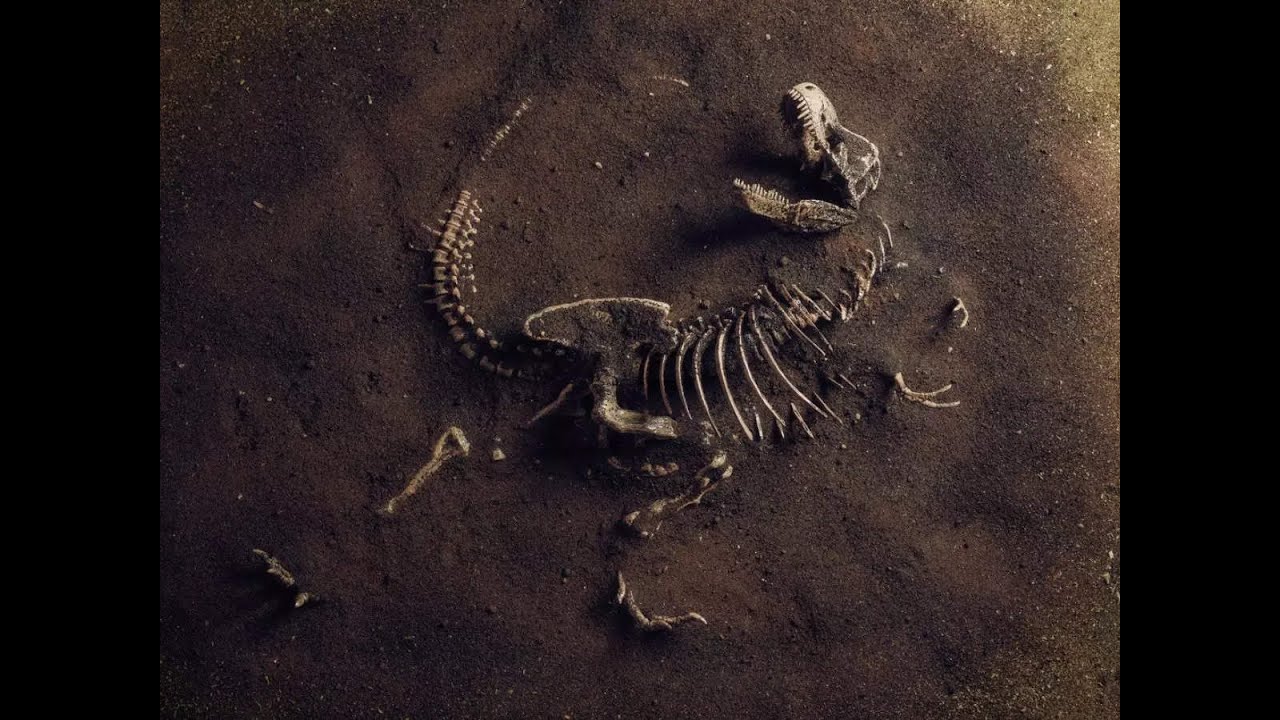 Anthropocene 6th Extinction - YouTube