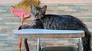 ELSA PITALOKA, THOMAS ARYA, ARIEF \u0026 YELSE | LAGU SLOWROCK FULL ALBUM TERBARU ENAK DIDENGAR