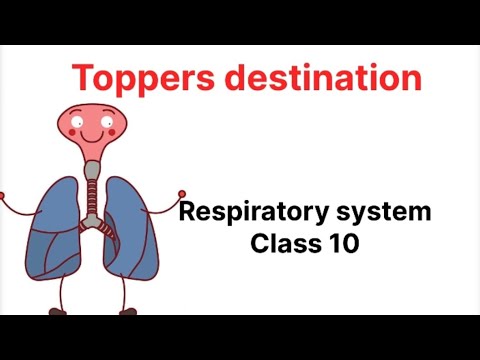 Human respiratory system | life process | class 10 science biology ...