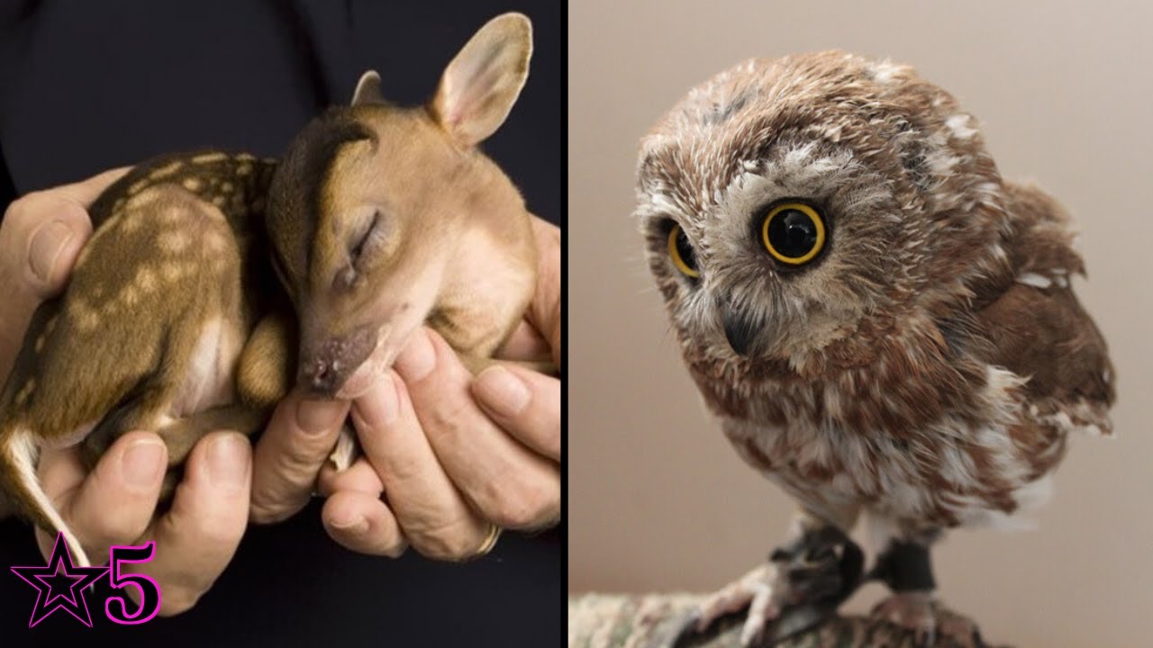 Cutest Baby Animals In The World YouTube