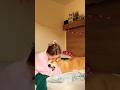 Стандартные наши игры 😅 #corgi #life #коргипемброк #shorts