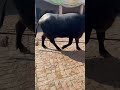 Dfa fast bafflow #hf #dfa #animals #cattlefarm #mahakumbh #baba #bafflow #cow #animals #yt #ytshorts