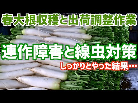 線虫被害は 米ぬかと線虫捕食菌を使った土作りの大根 収穫と出荷調整作業 Youtube