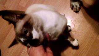 Introducing Ernie &Burt, Snowshoe Brothers by johansonCats 812 views 7 years ago 2 minutes, 21 seconds