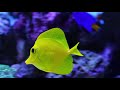 Aquarium Relaxing Video