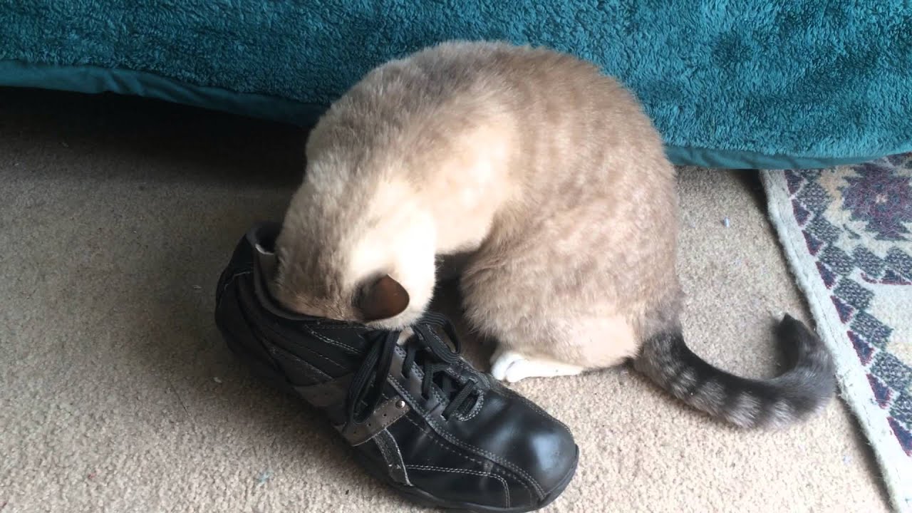 Cat Sticks Head in Shoe YouTube