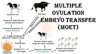 Multiple Ovulation Embryo Transfer | MOET | Animal Breeding | Dr Ghanshyam Jangid