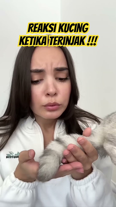 Reaksi kucing ketika terinjak !!!