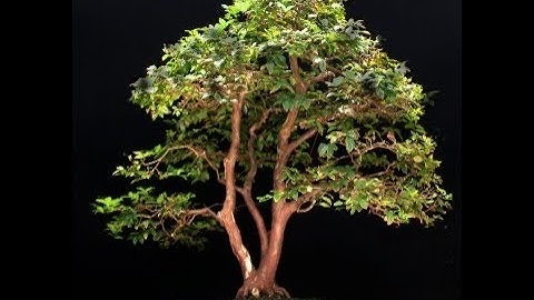 Jaboticaba Bonsai Are Graceful Trees That Have Glossy