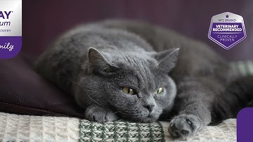 How to Comfort Your Cat During Fireworks | Don