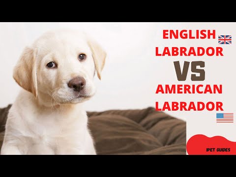 Vidéo: Connaissez-vous la différence entre les Labrador Retrievers anglais et américains?