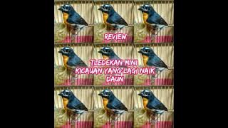 mengenal burung yang bodoh sikatan bodoh Snowy-browed Flycatcher, Ficedula hyperythra  (REVIEW)