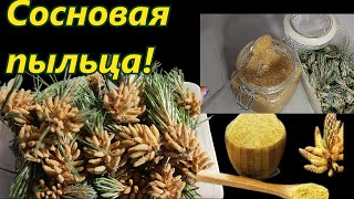 Сосновая пыльца .Мед с сосновой пыльцой. Сосновое молоко. Настойка. Это надо иметь всем! А ТЫ ЗНАЛ?