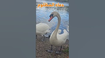 اسمع و لن تندم#دعاء المظلوم#ليس بينه و بين الله شي#دعاء مستجاب#عبق#التلاوات