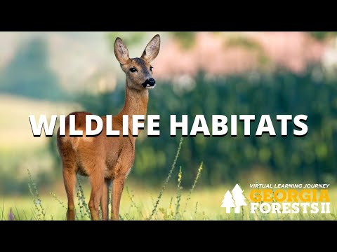 Wildlife Habitats | Georgia Forests II