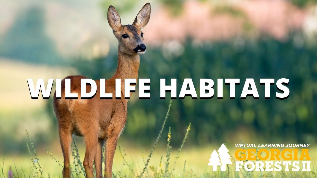 Wildlife Habitats Forests II YouTube