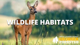 Wildlife Habitats | Georgia Forests II