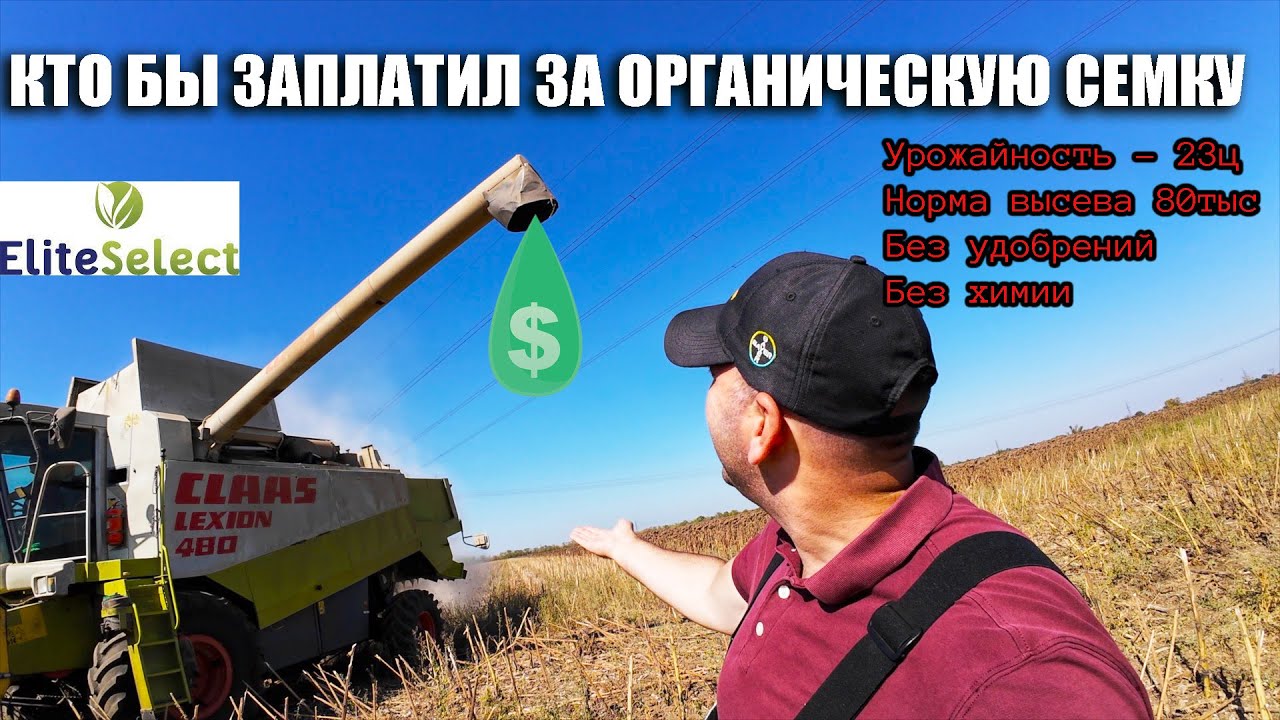 Последняя уборка сезона. Рекордная урожайность Саксон по вспашке на 80 ...