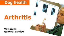 Arthritis in dogs - Vet Advice