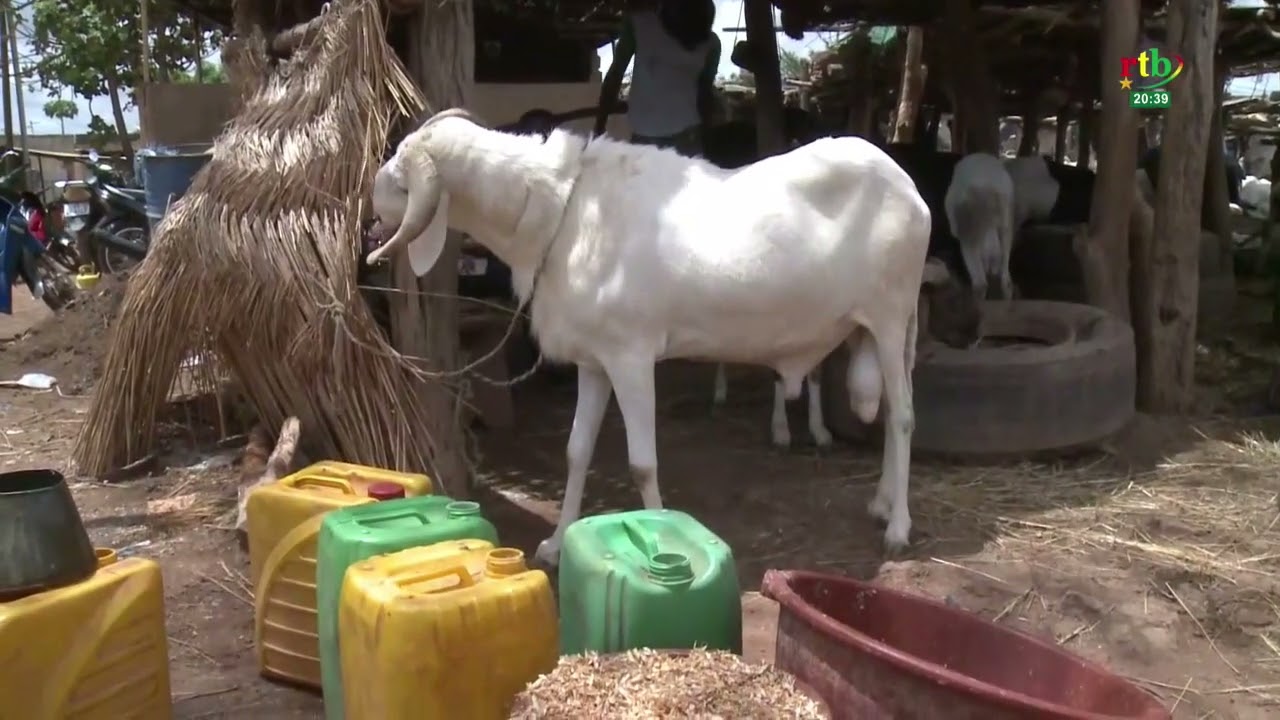 La chronique société de Charles Kiendrebéogo sur les surprises de la tabaski