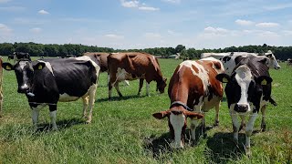 BEAUTIFUL COW VIDEO REAL COWS I JUST LOVE COWS | Cow Video