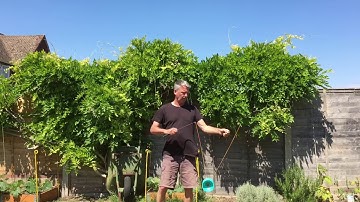 Diabolo - Whip Catch