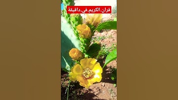 سورة.الفرقان.ماهر.المعيلقي #quran #ترند #المصحف #duet #quran #اكسبلور #لايك #فولو احترم.القران