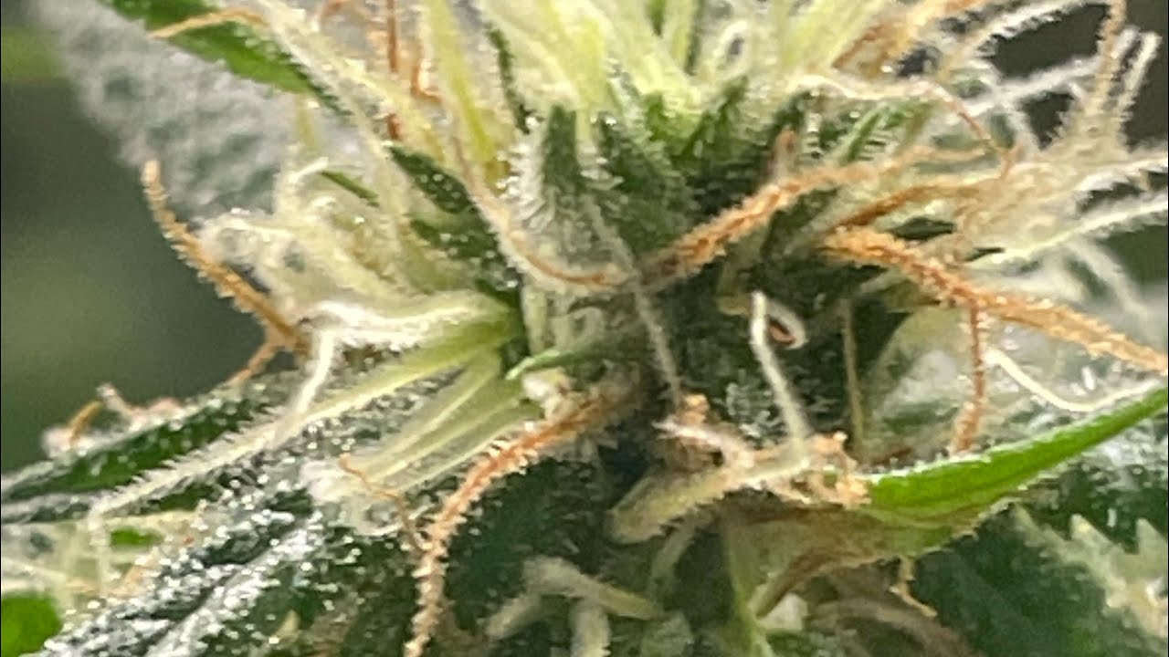 Update on killer queen