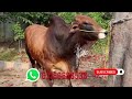 Bachra heavy wait cow bull vip breed 3A cow&amp;bull cattle farm visit my Chanel 03160688538