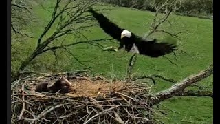 ✔Check out these Eaglets being fed in by Bald Eagle in Iowa!  May 7, 2024