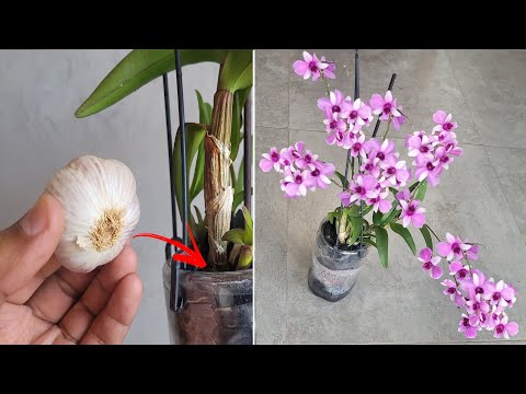 Vídeo: As plantas de alho florescem: aprenda sobre a floração das plantas de alho