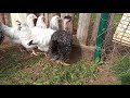 Gallina de cuello pelado barrado