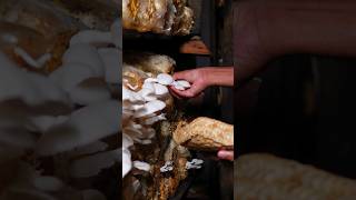 කටට කෙල උනන වෙනස්ම විදියකට බිම්මල් ? Super Fresh Yummy Mushrooms Recipe ?