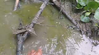 Catch the big catfish