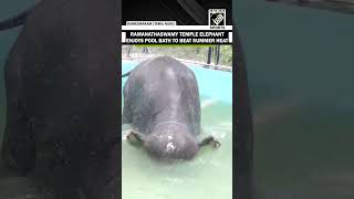 Rameswaram temple elephant Ramalakshmi enjoys refreshing pool bath amid intense summer heat