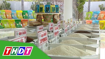 Xuất khẩu gạo 8 tháng đạt mức kỷ lục | THDT