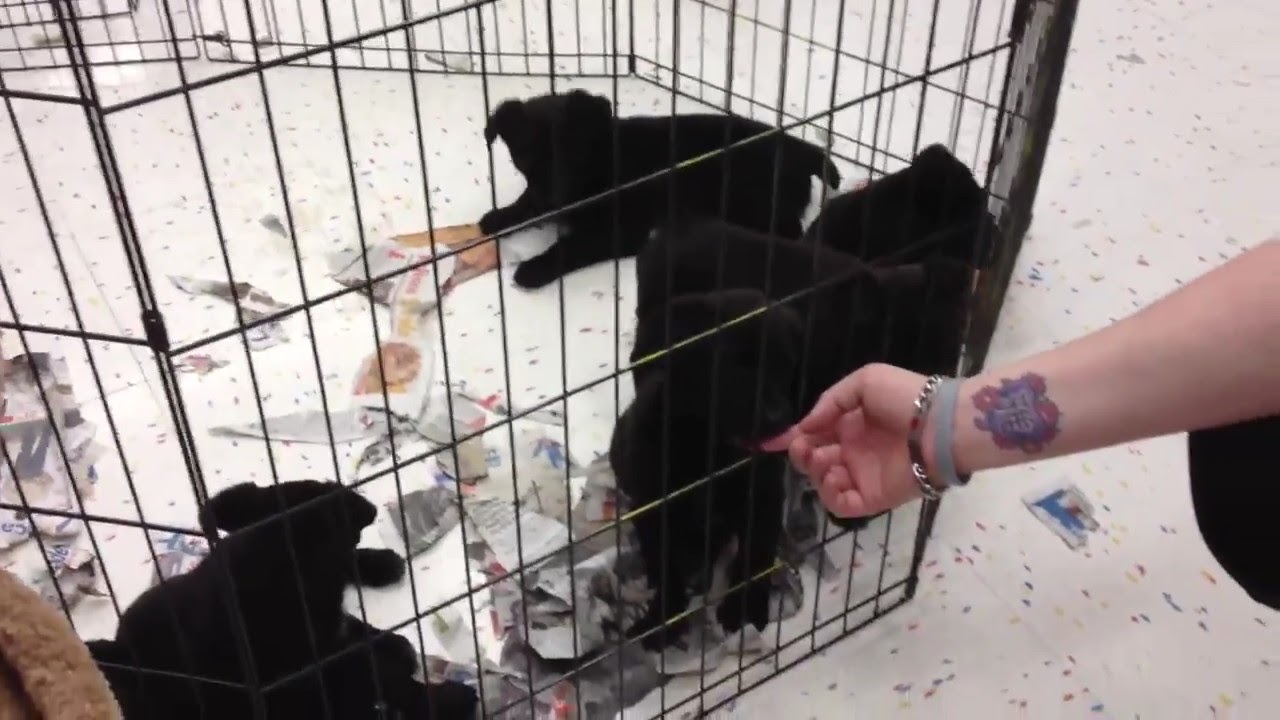 Cute puppies at PetCo YouTube