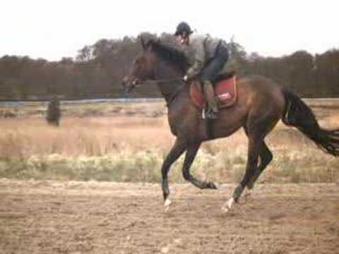 Highspeed recording thoroughbred horse training barefoot