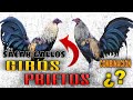 COMBINACIÓN para SACAR Gallos GIROS PRIETOS - Gallos Finos🐓