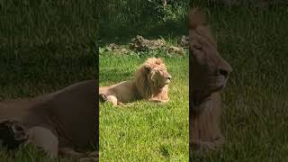 Big Hungry Lion in Cebu Safari #ytshorts #tiktok #video #animal