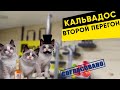 Второй перегон кальвадоса на Вейн 5 ПРО