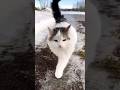 Счастливый котик! #кот #котик #fun #funcat #2023 #снег #shorts