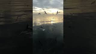 Rahatlatıcı Video..deniz Ve Martılar..