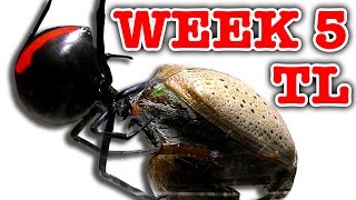 Deadly Spider Vs Christmas Beetle Bug Battle Week 5 Timelapse Educational Video