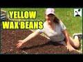 Planting Yellow Wax Beans In A Raised Bed Garden ~ How To Grow Spring Beans