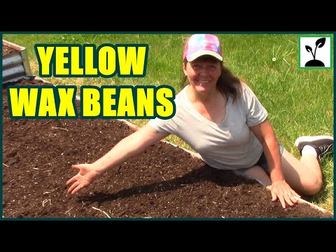 Wideo: Pielęgnacja żółtej fasoli woskowej: Uprawa fasoli Cherokee Wosk w ogrodzie