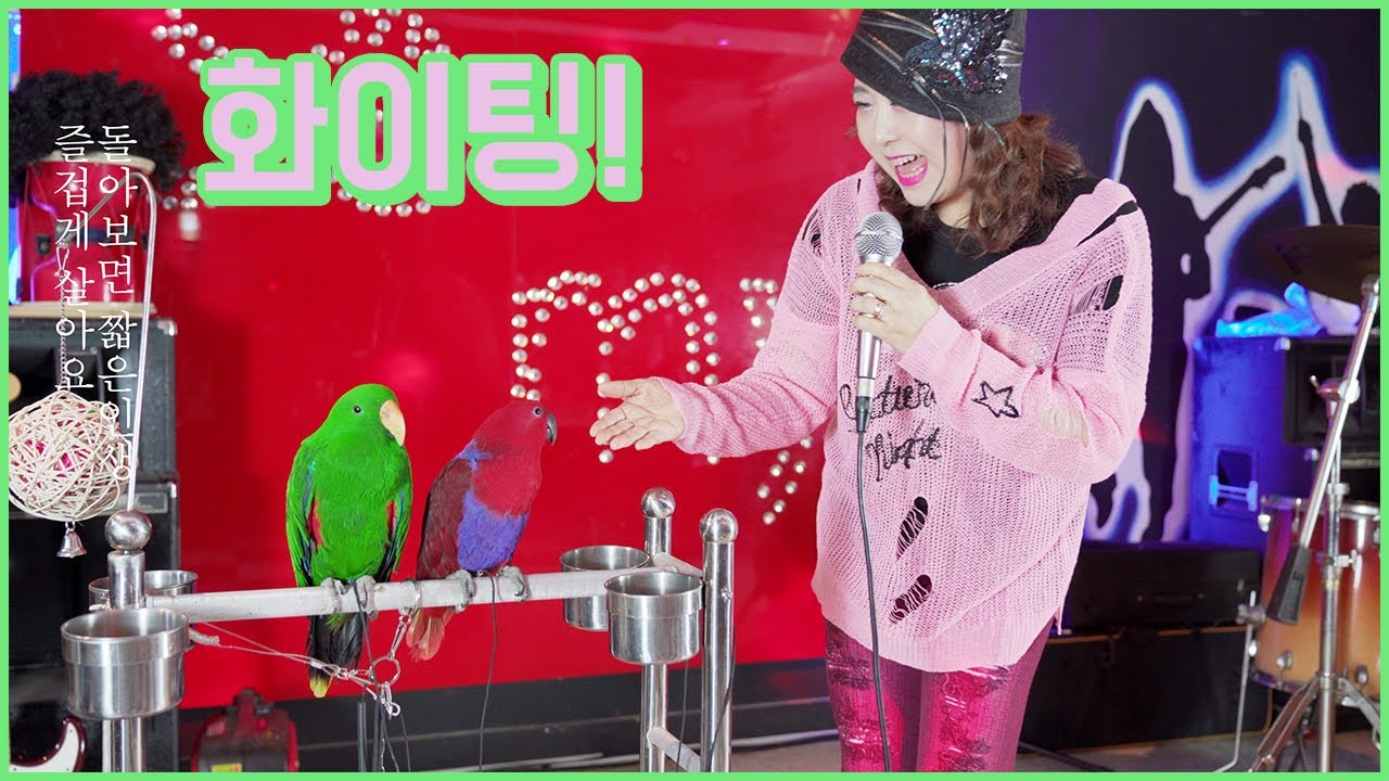 앵무새 화이팅! 💕부천 송내 7080 라이브 카페🎸뉴기니아 앵무새 합동 공연 ㅎㅎ💋🥰