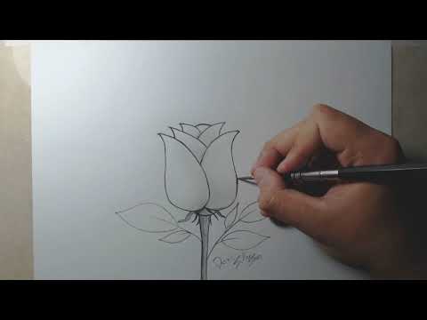 Vídeo: Como Desenhar Uma Rosa Com Um Lápis Passo A Passo